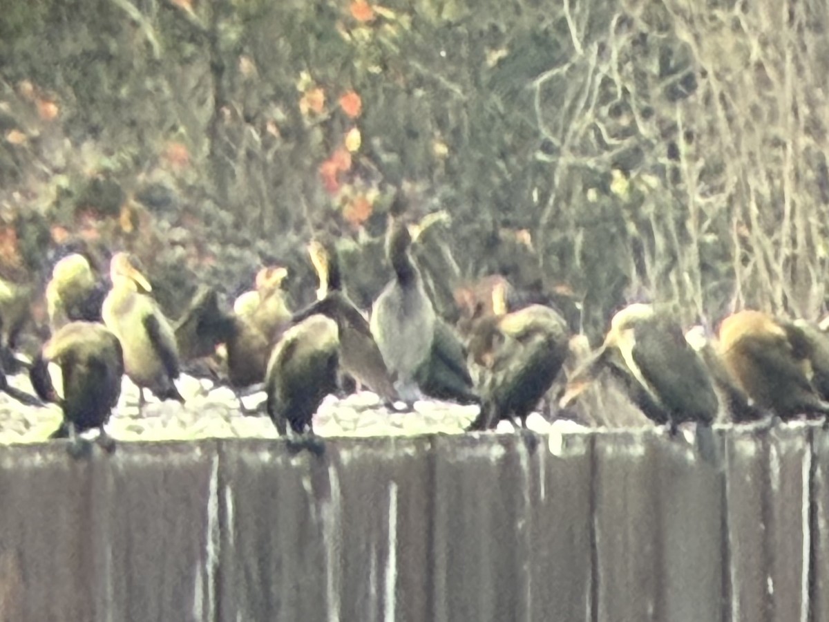 Great Cormorant - ML645616080