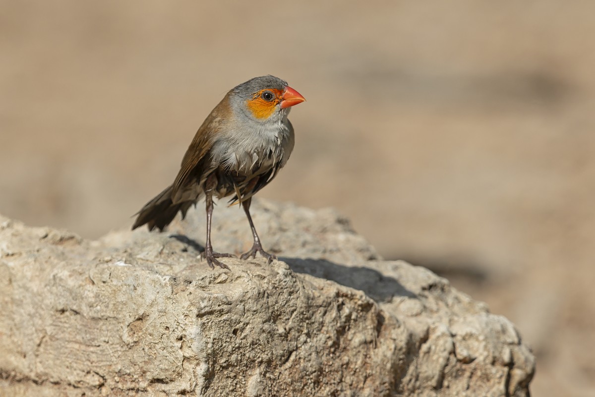 Orange-cheeked Waxbill - ML645616092