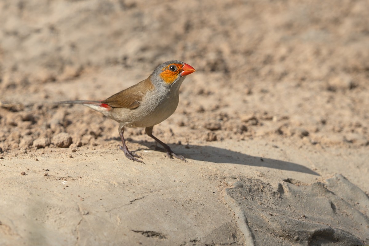 Orange-cheeked Waxbill - ML645616094