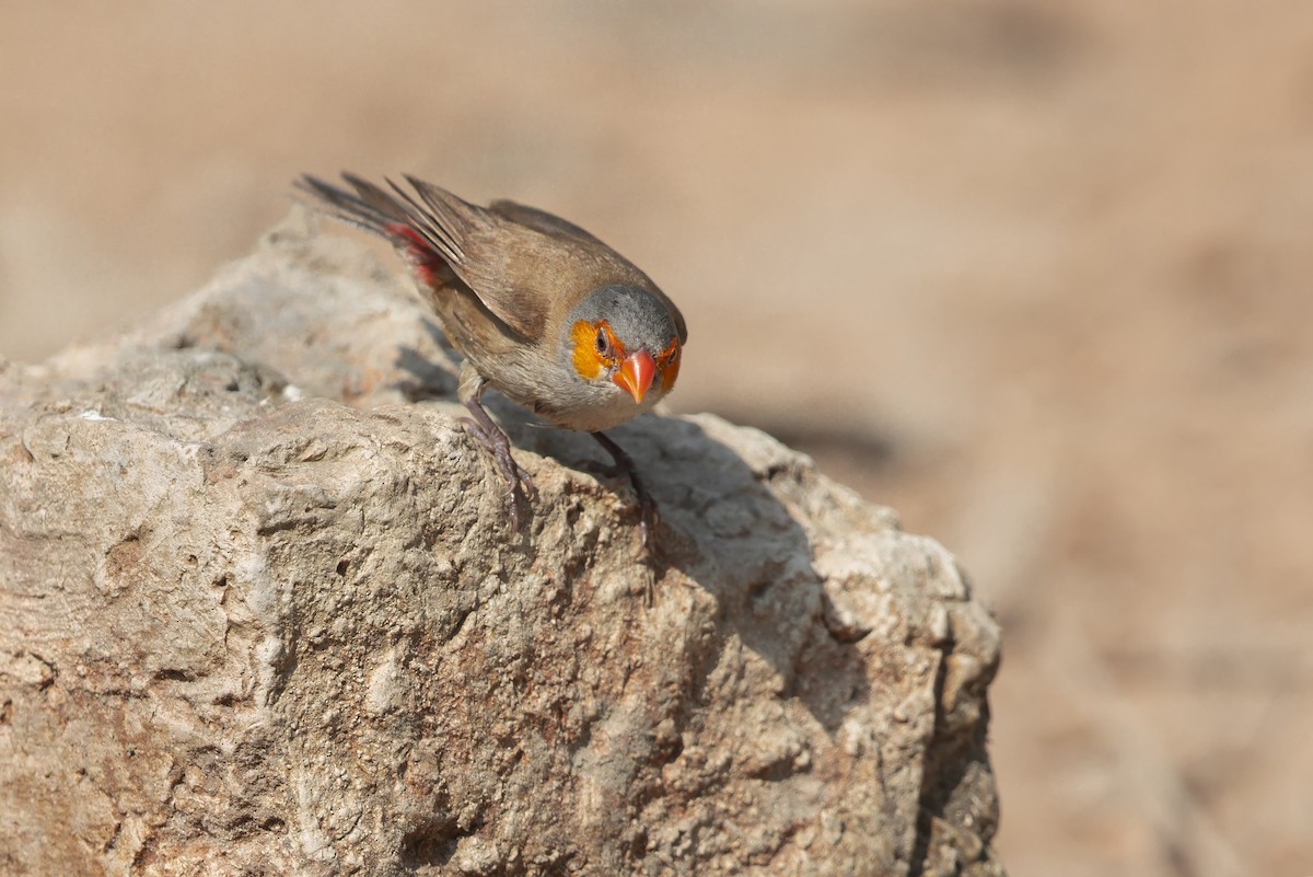 Orange-cheeked Waxbill - ML645616096