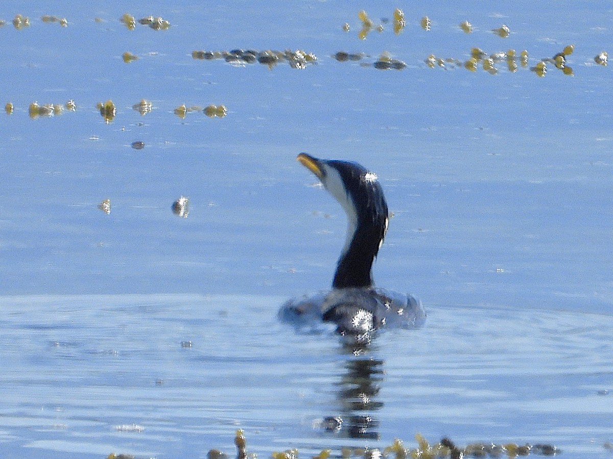 Little Pied Cormorant - ML645616097