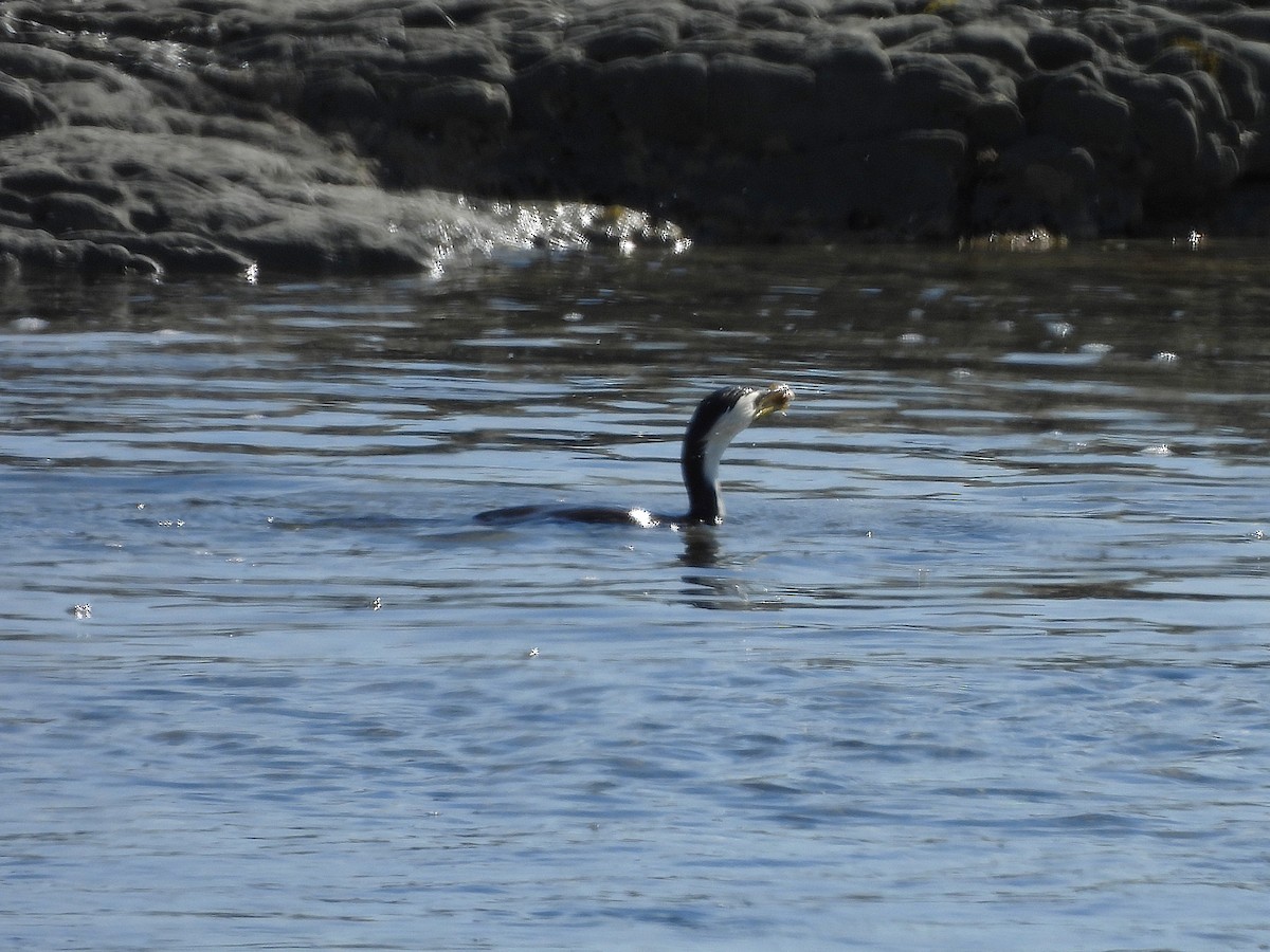 Little Pied Cormorant - ML645616098