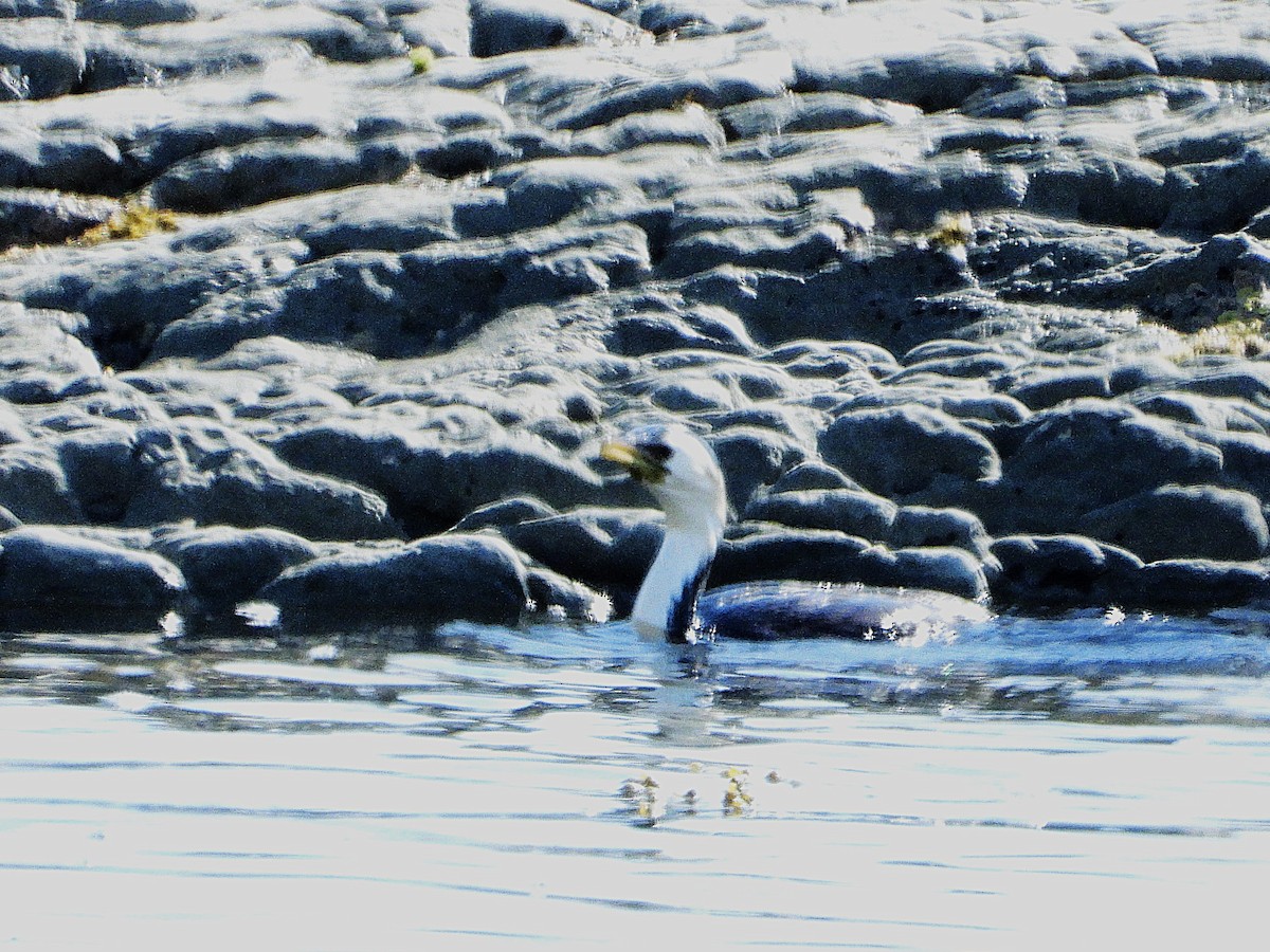 Little Pied Cormorant - ML645616099