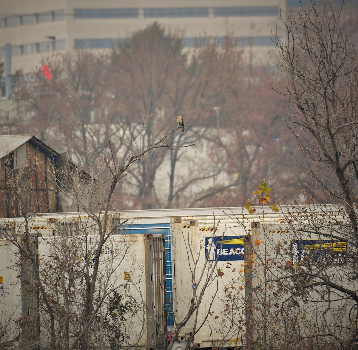 Yellow-headed Caracara - ML645616100