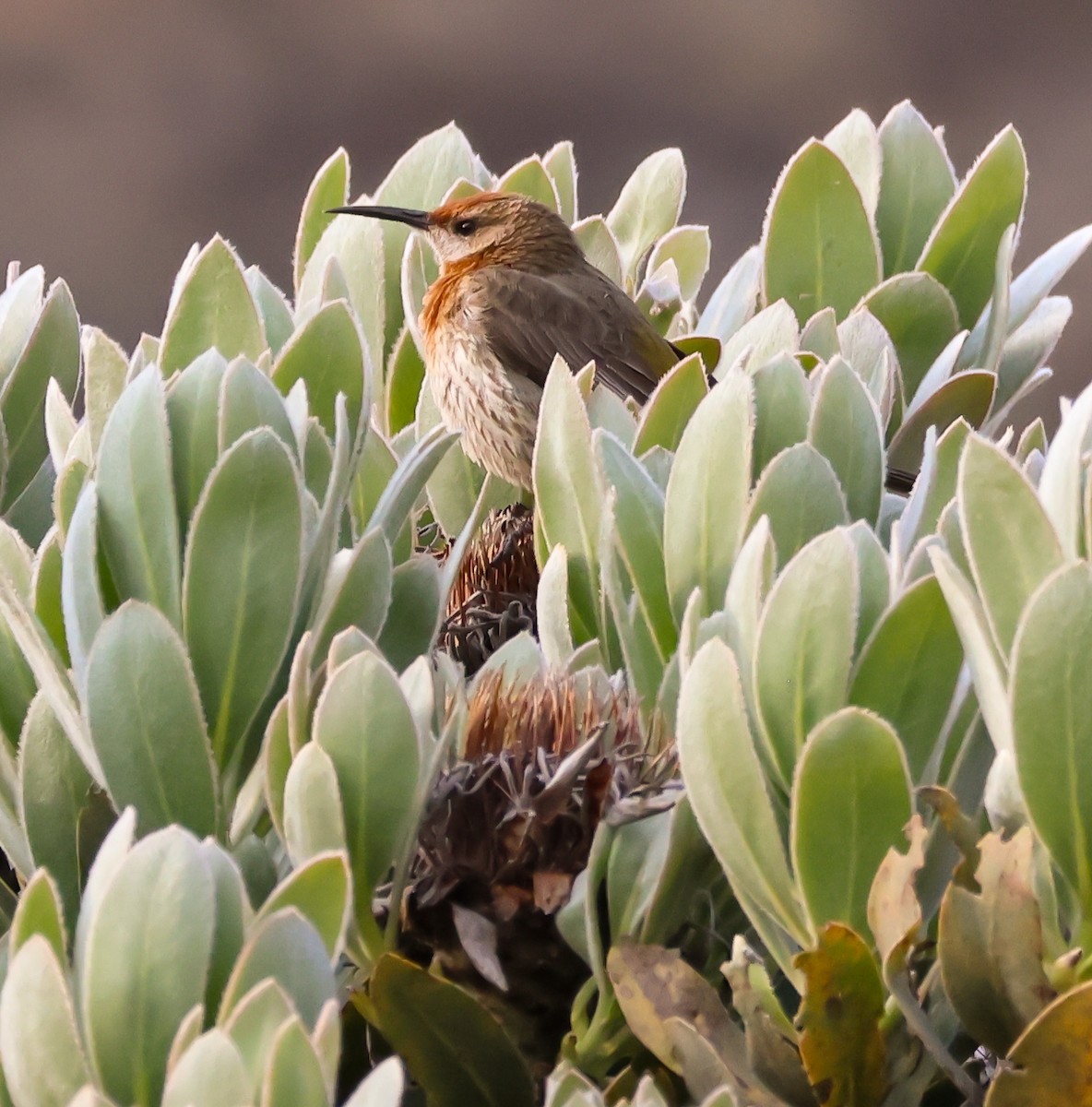 Gurney's Sugarbird - ML645616102