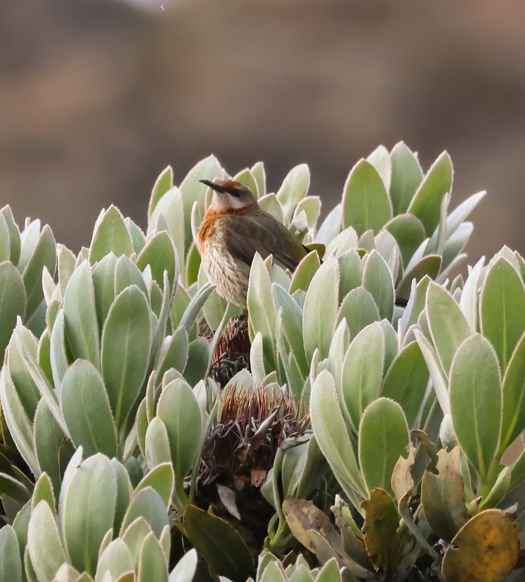 Gurney's Sugarbird - ML645616103