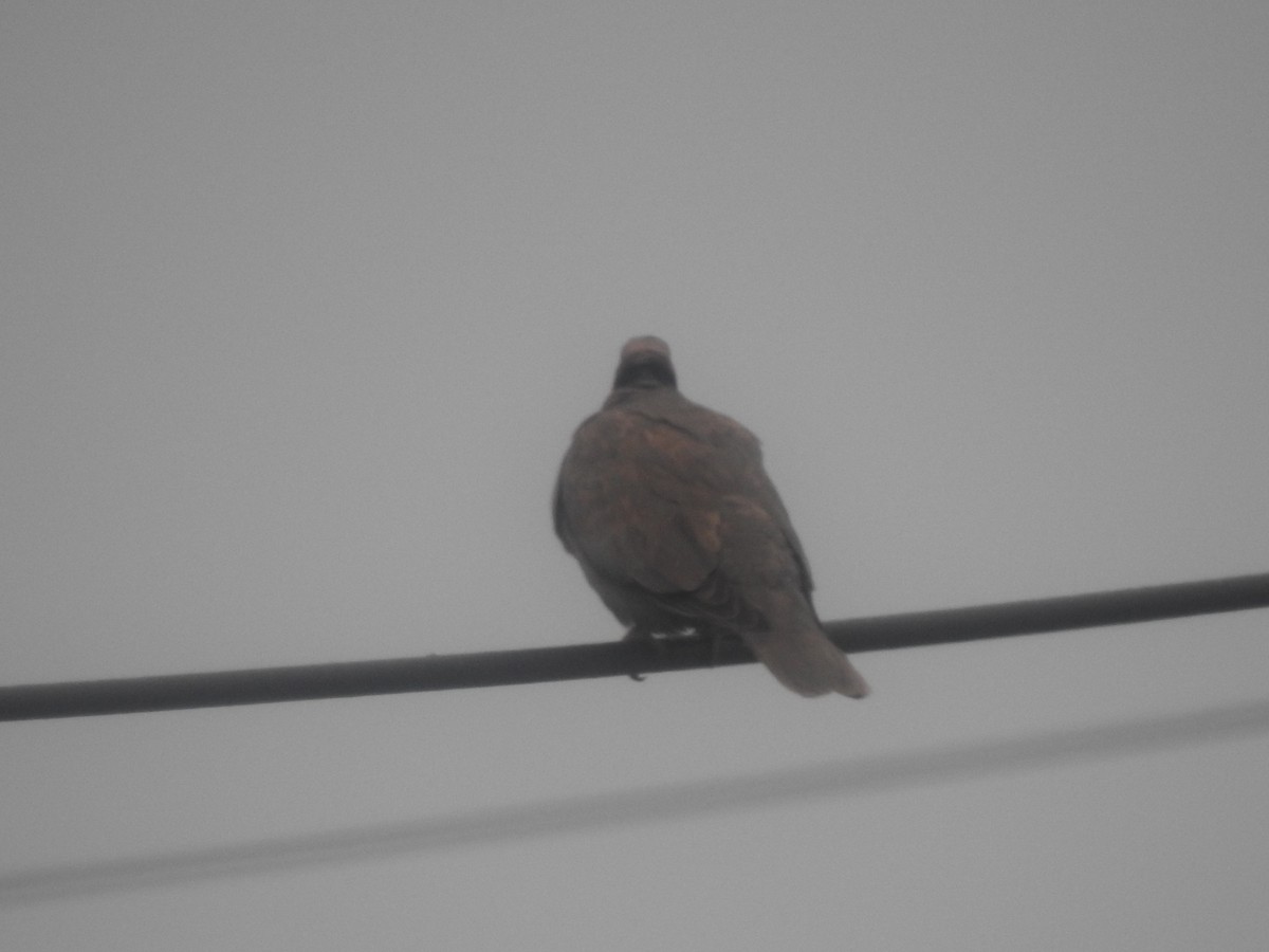 Red-eyed Dove - ML645616104