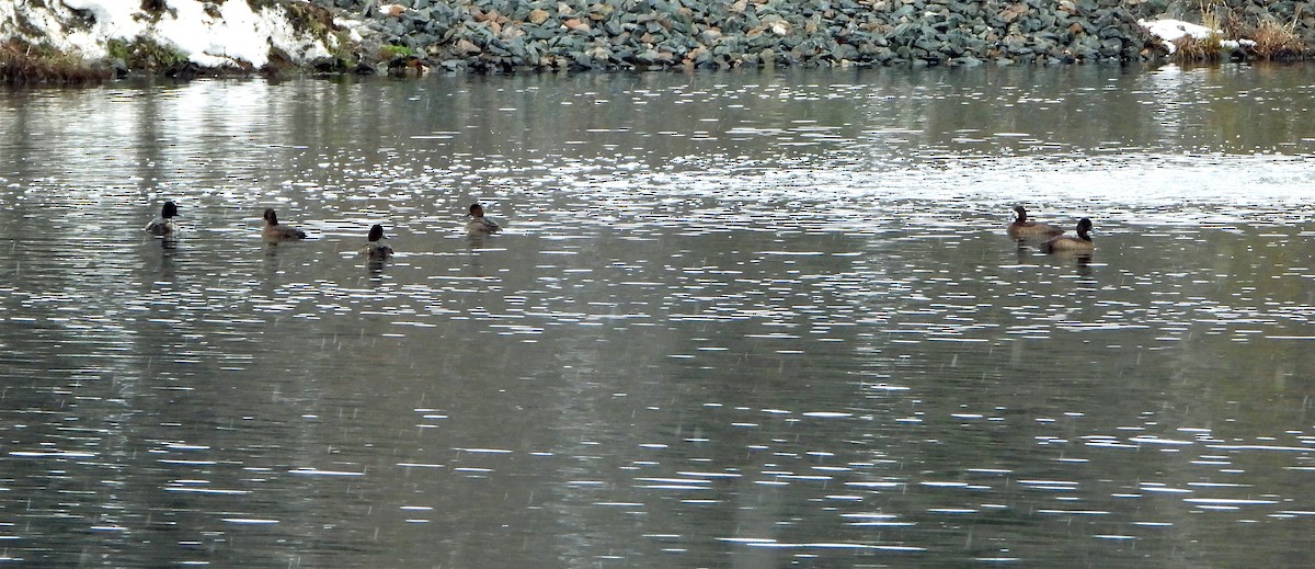 Lesser Scaup - ML645616106