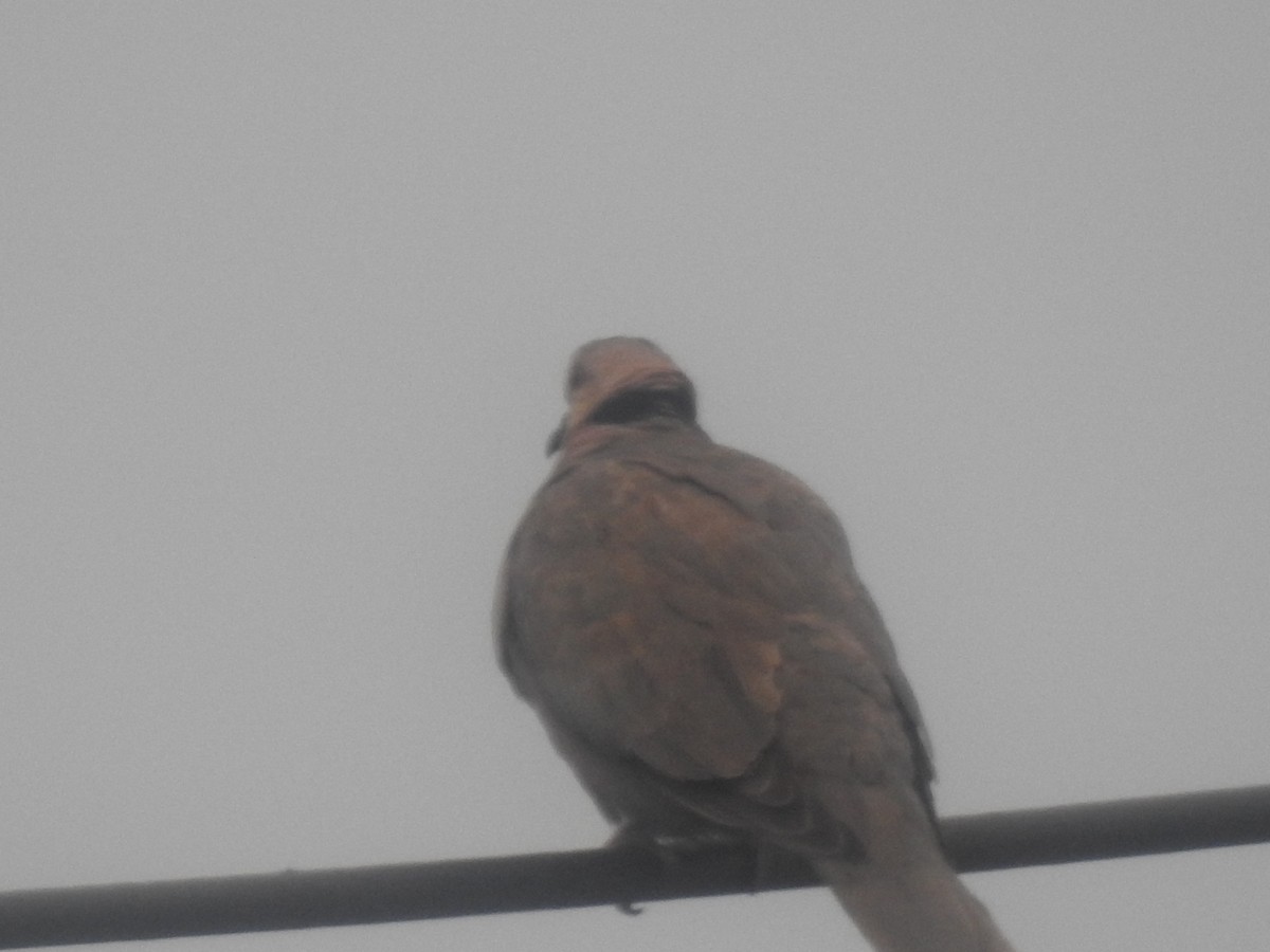 Red-eyed Dove - ML645616108