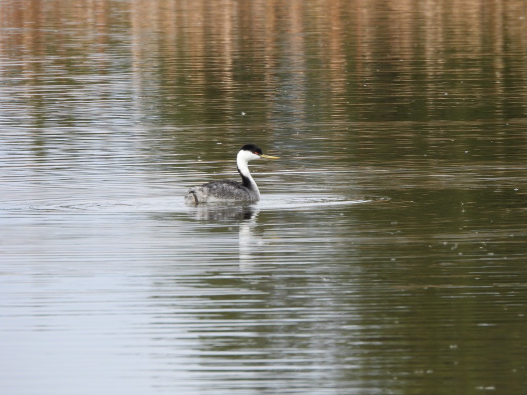 Western Grebe - ML645616109