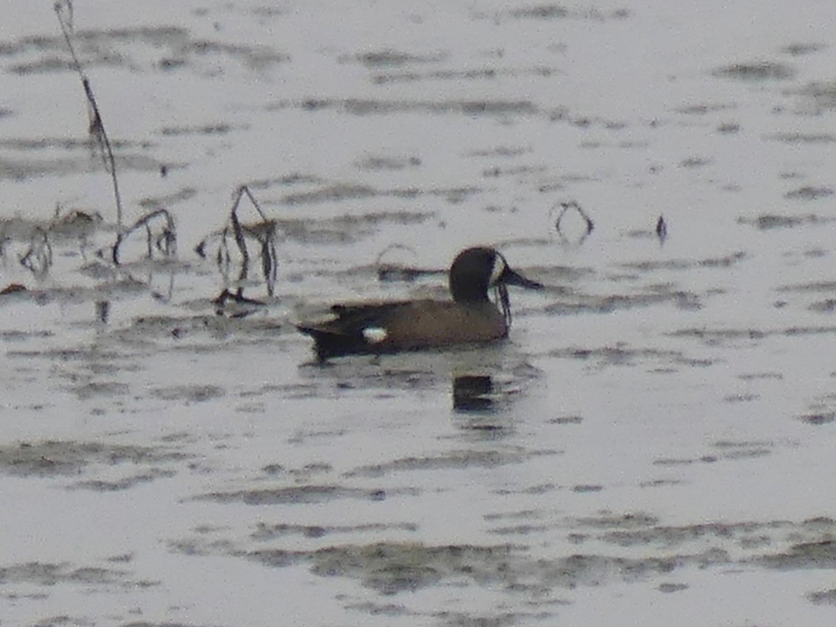 Blue-winged Teal - ML645616110