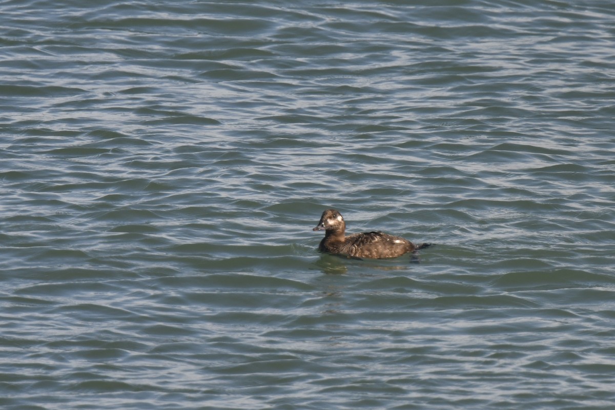 White-winged Scoter - ML645616111