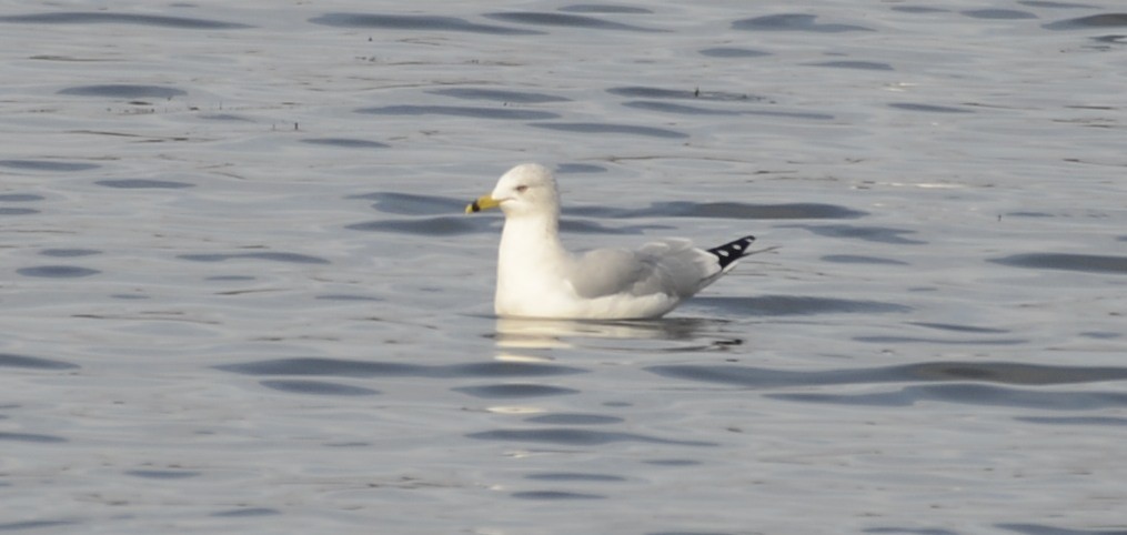 Ring-billed Gull - ML645616112