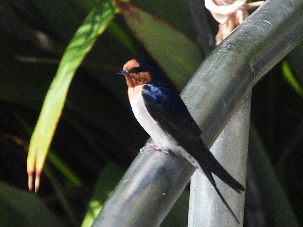 Welcome Swallow - ML645616113