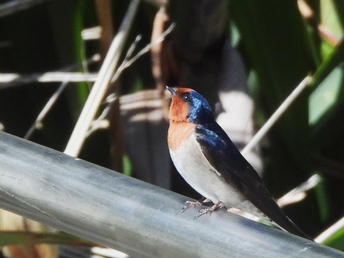 Welcome Swallow - ML645616114