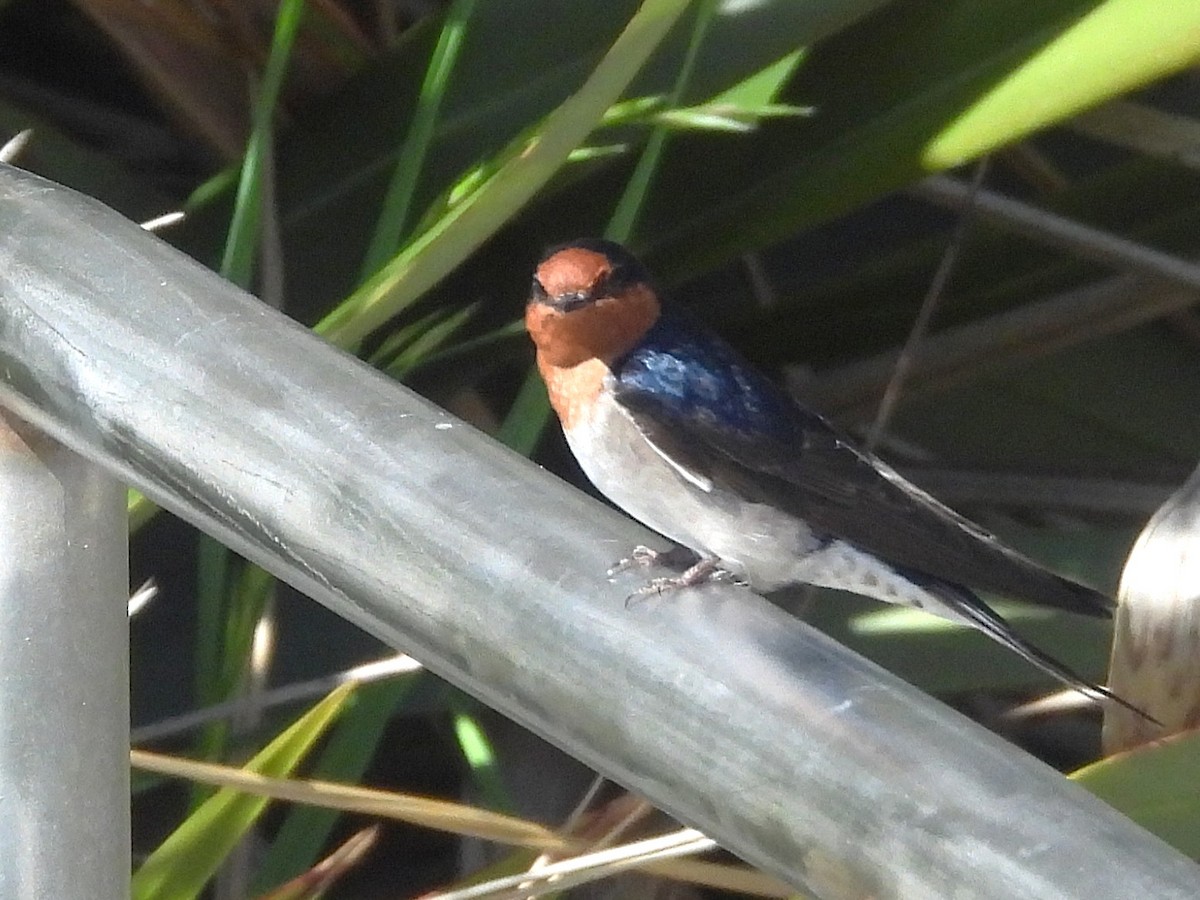 Welcome Swallow - ML645616115