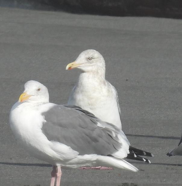 American Herring Gull - ML645616116