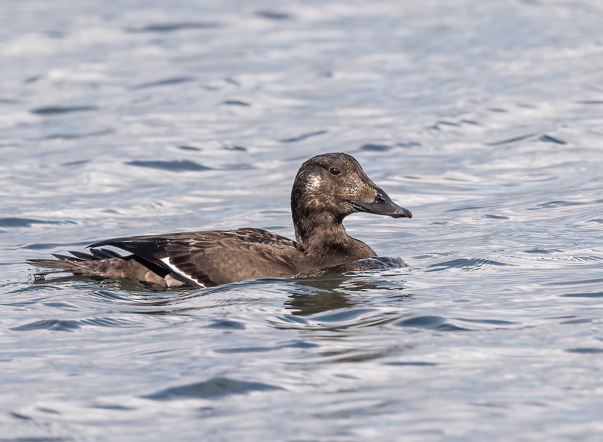 White-winged Scoter - ML645616118