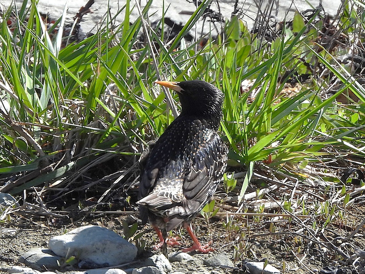 European Starling - ML645616121