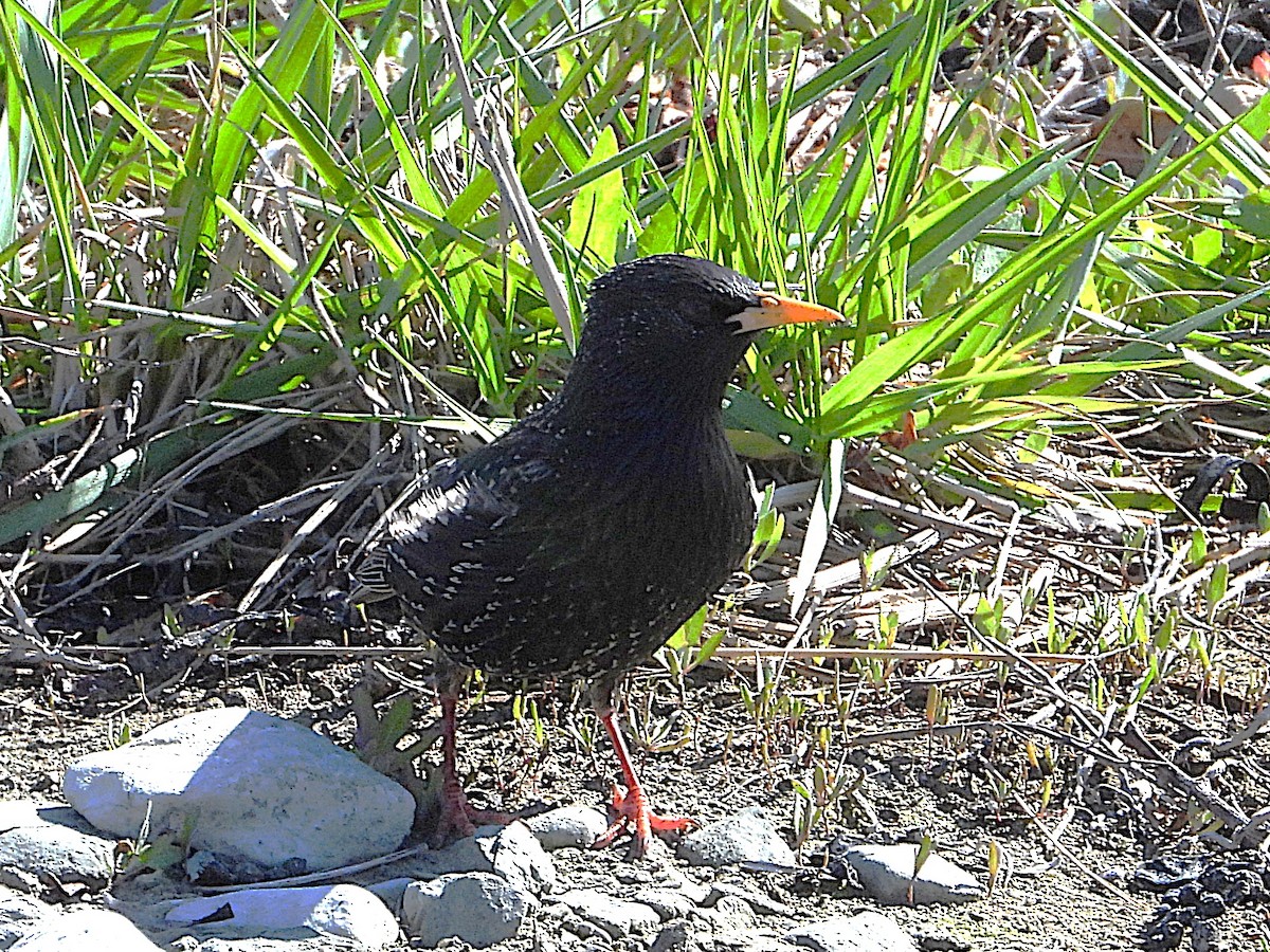 European Starling - ML645616122