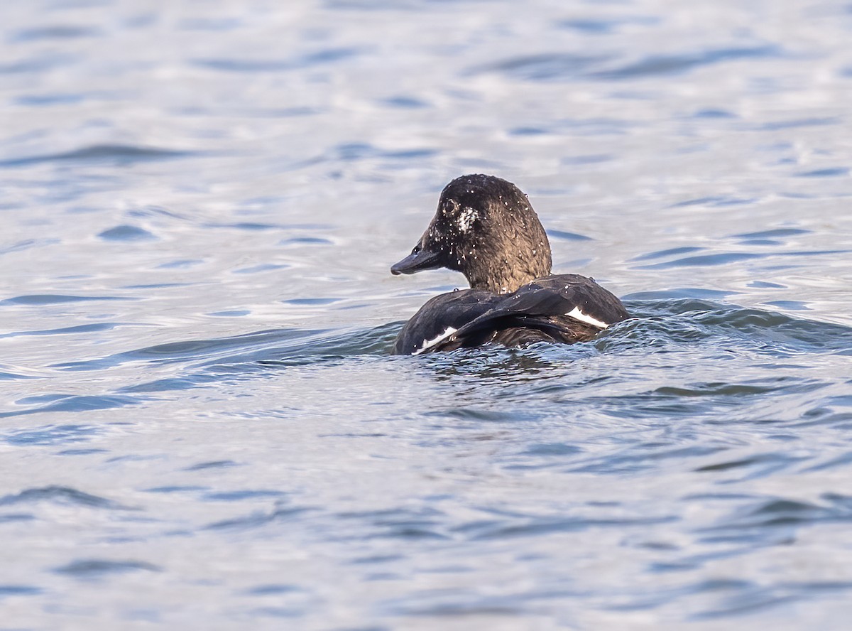 White-winged Scoter - ML645616123