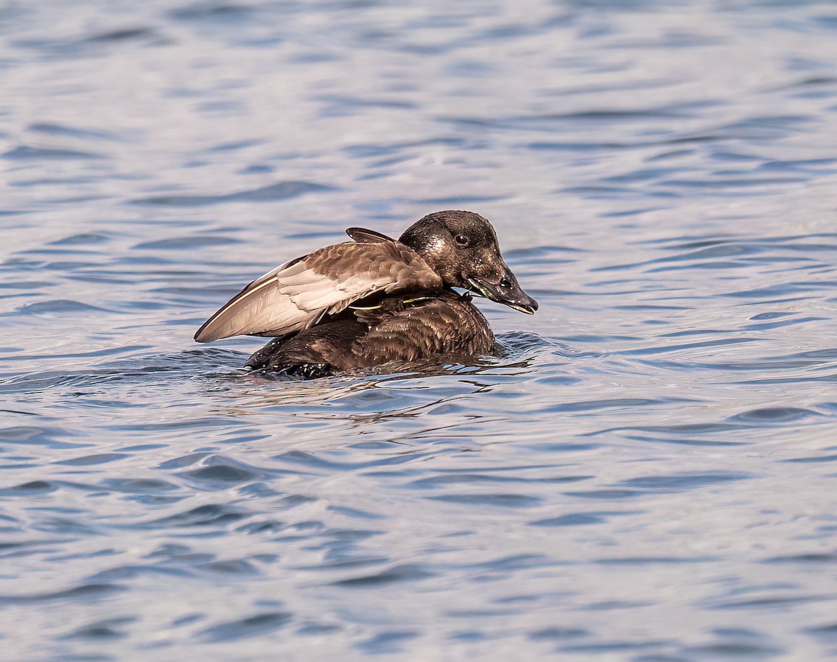 White-winged Scoter - ML645616126