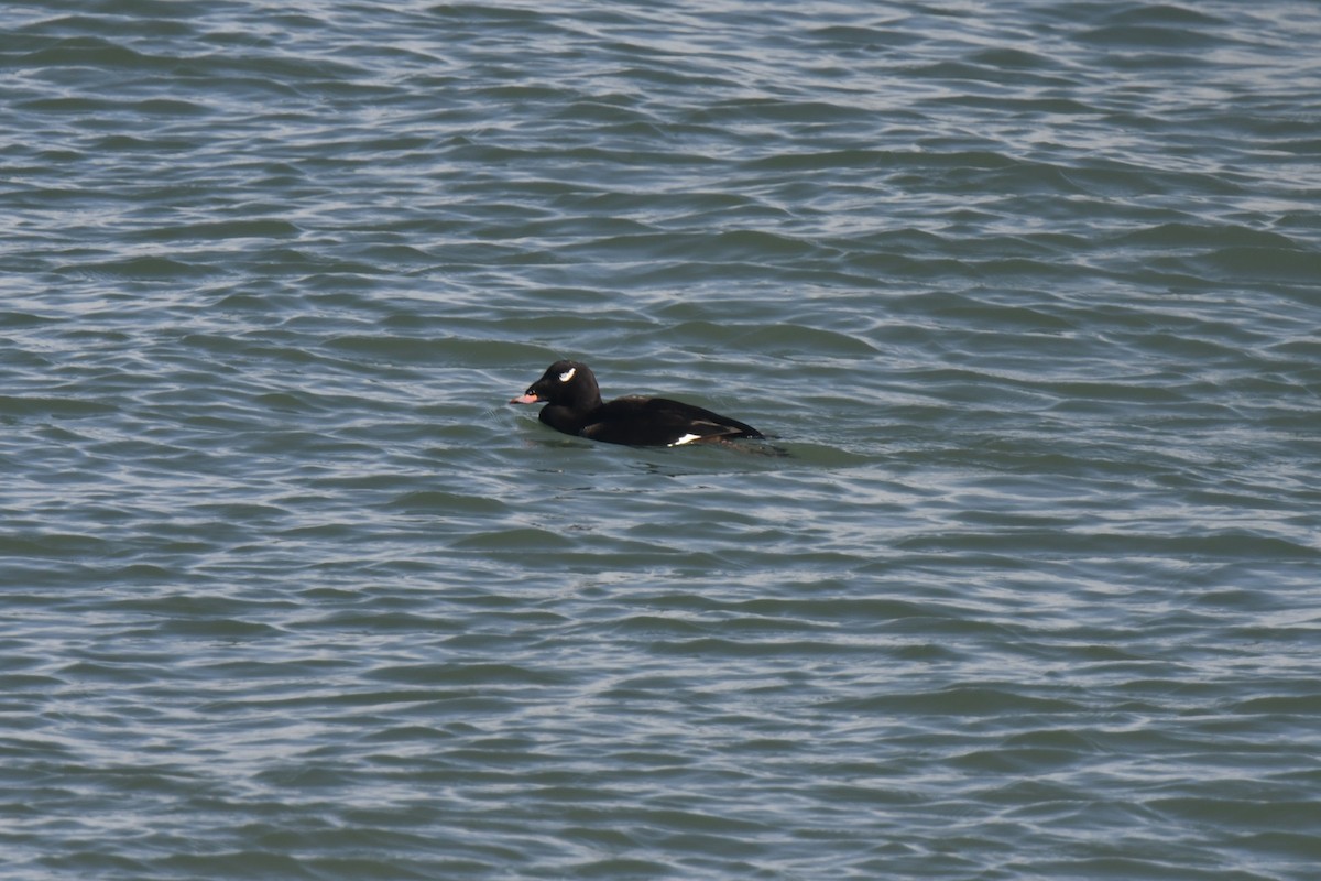 White-winged Scoter - ML645616128