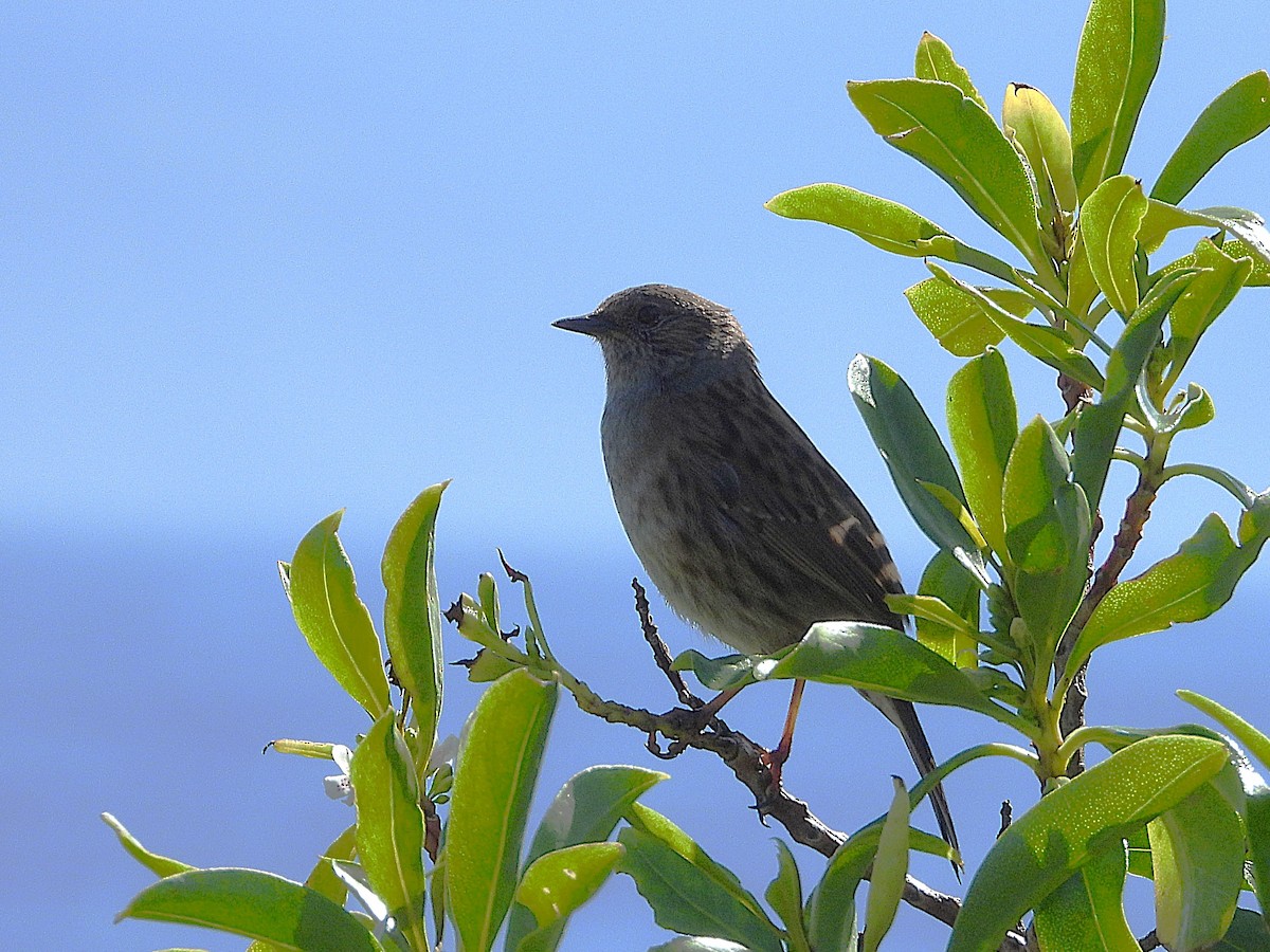 Dunnock - ML645616130