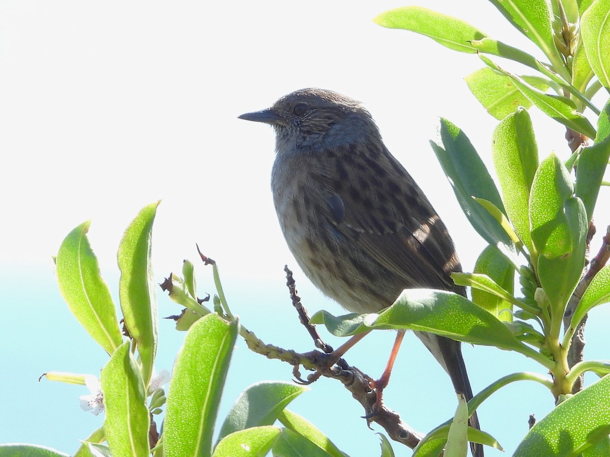 Dunnock - ML645616131