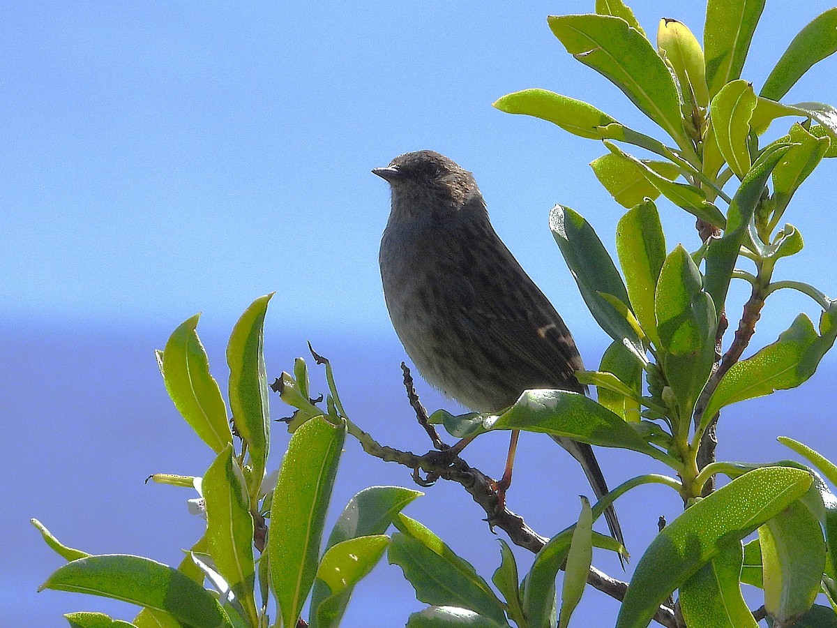 Dunnock - ML645616132