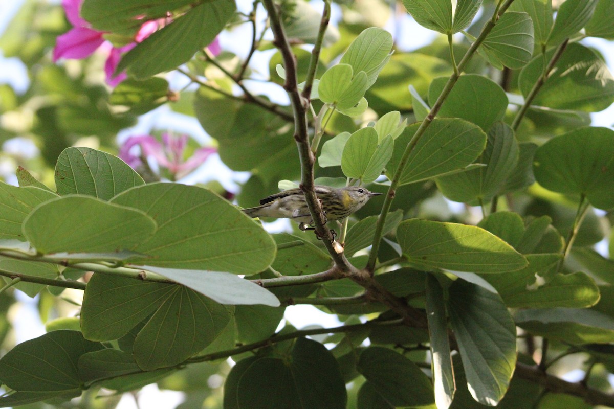 Тигровая древесница - ML645616142