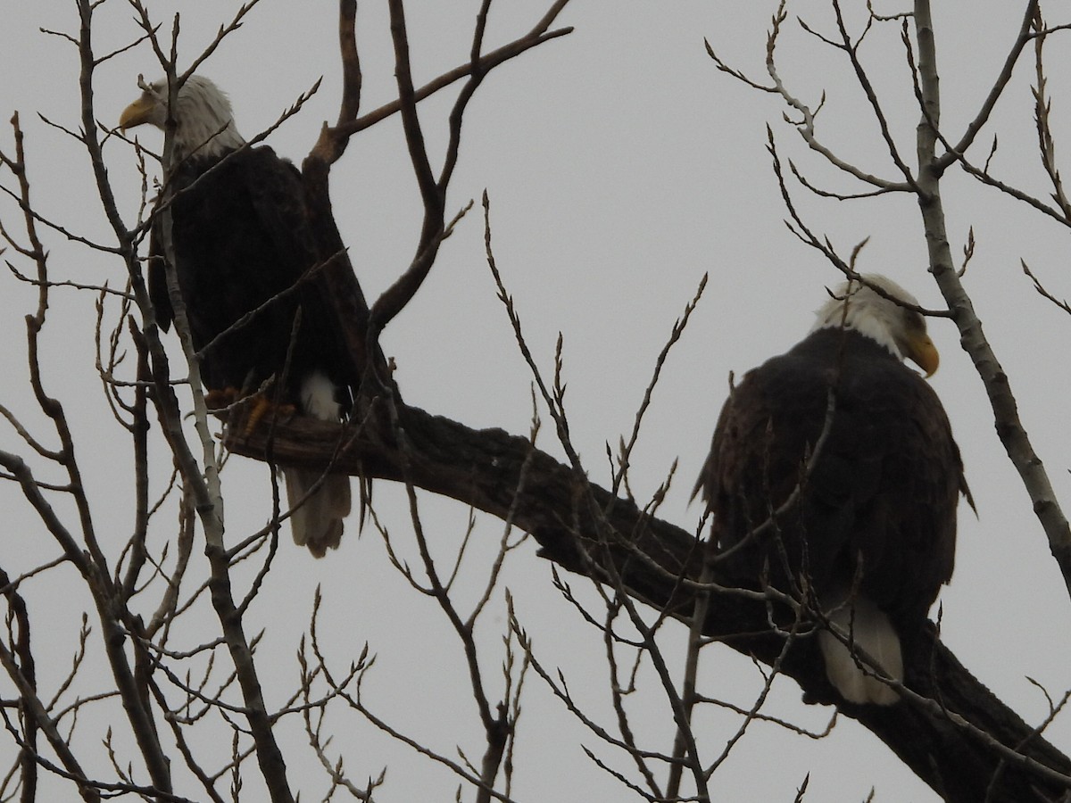 Bald Eagle - ML645616147