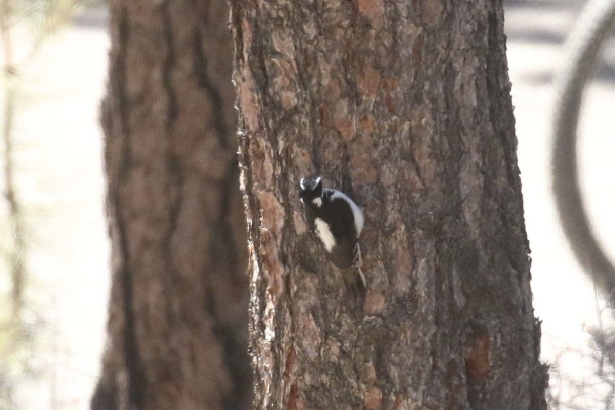 Hairy Woodpecker - ML645616148