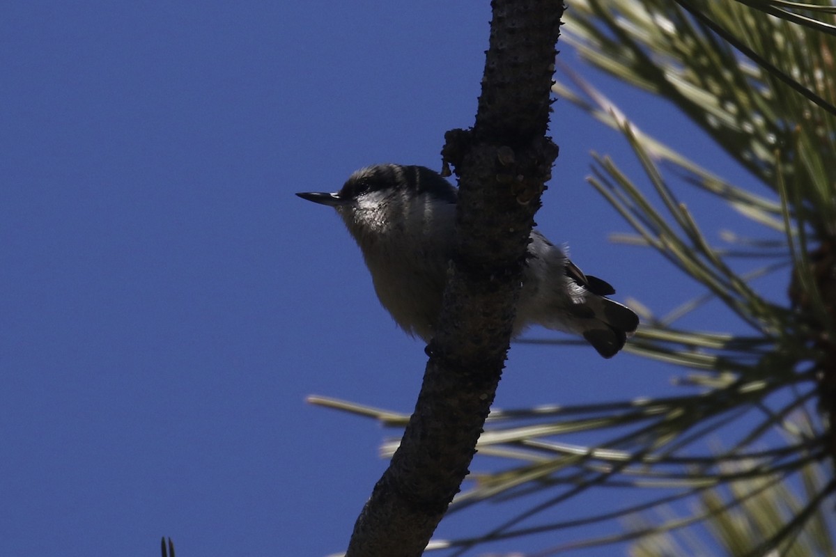 Pygmy Nuthatch - ML645616158