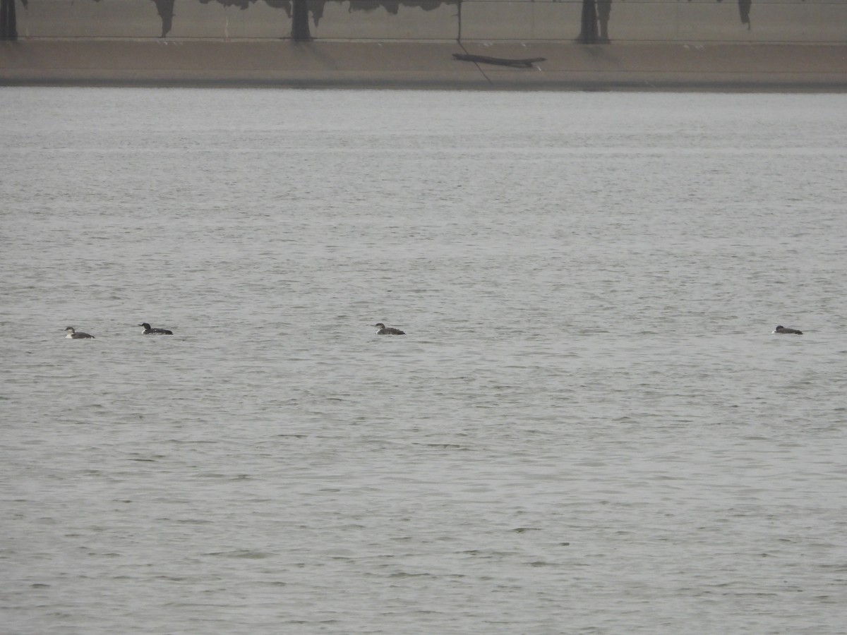 Common Loon - ML645616161