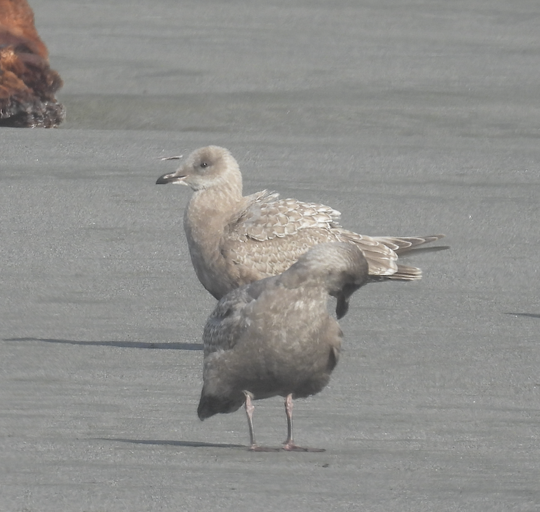 Iceland Gull (Thayer's) - ML645616174