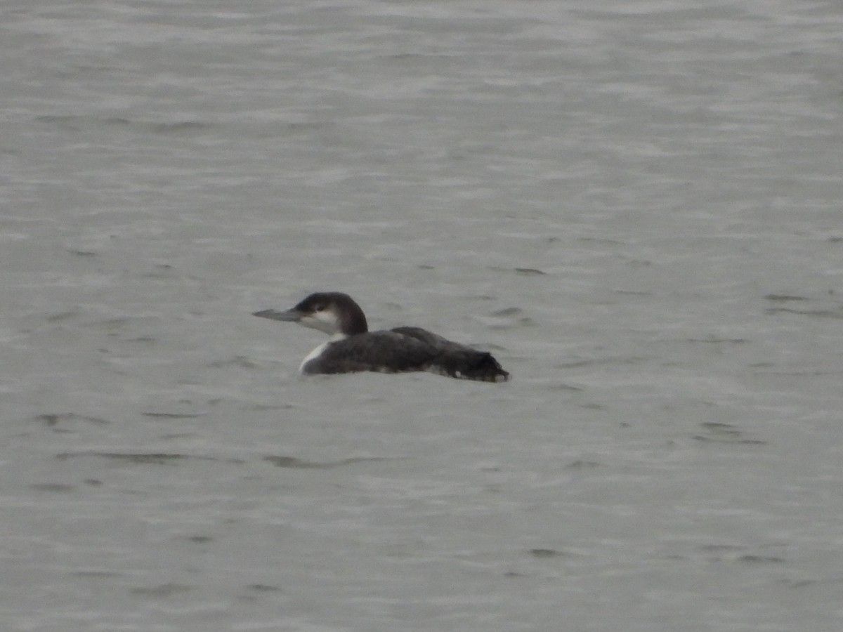 Common Loon - ML645616180