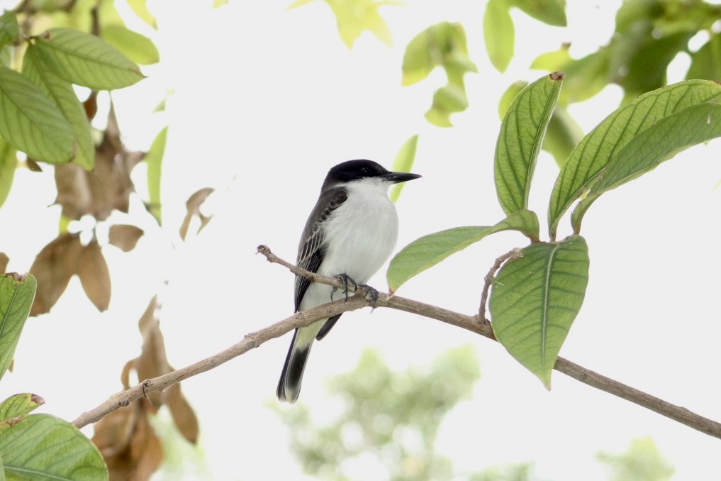 Loggerhead Kingbird - ML645616183