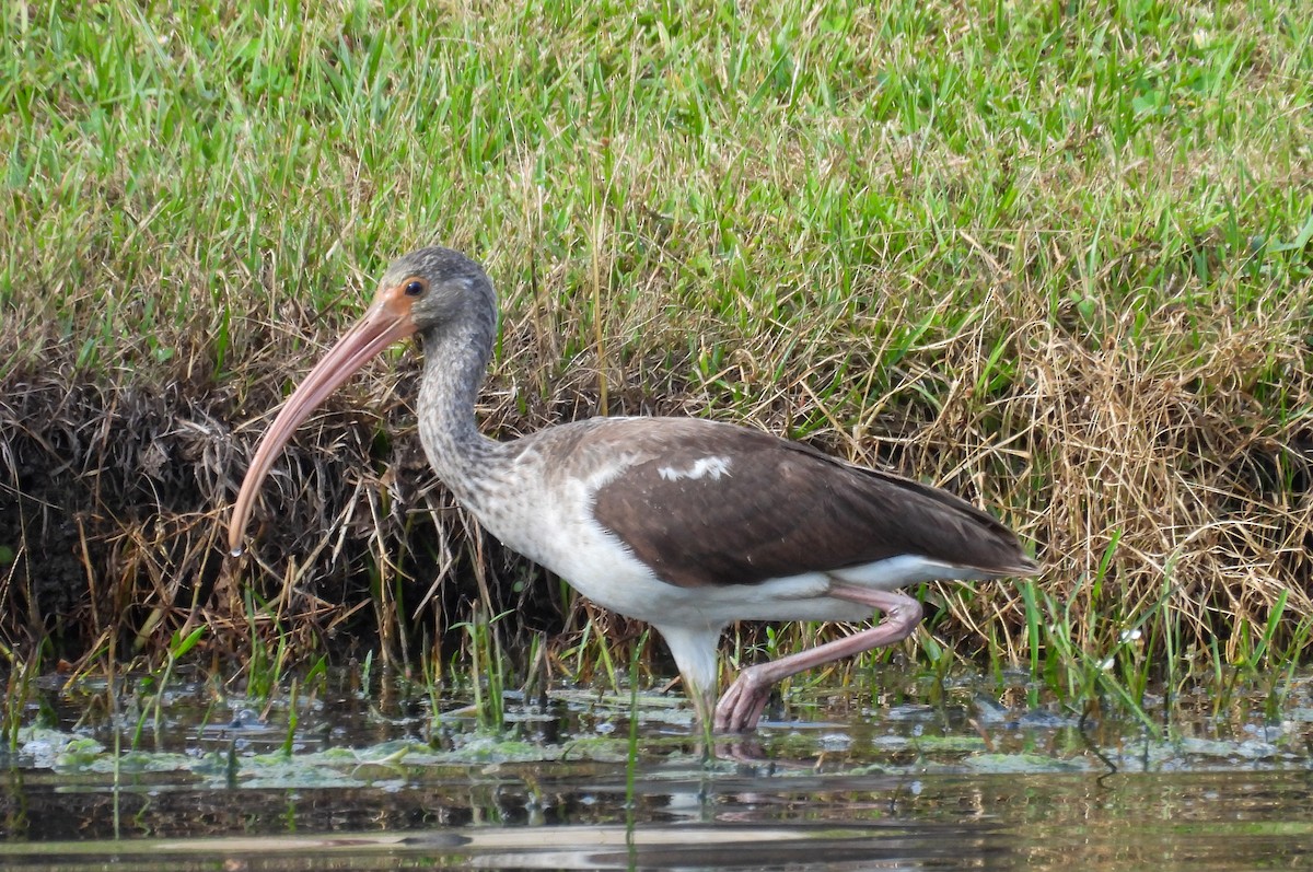 Белый ибис - ML645616187
