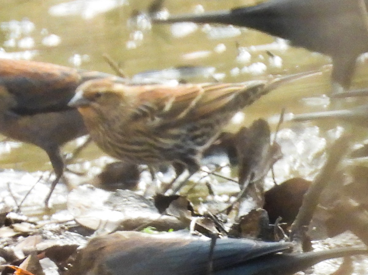 ハゴロモガラス - ML645616202