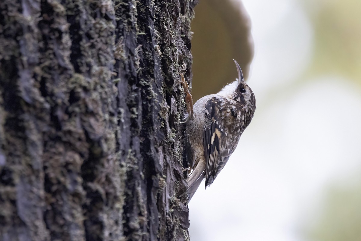 Brown Creeper - ML645616203