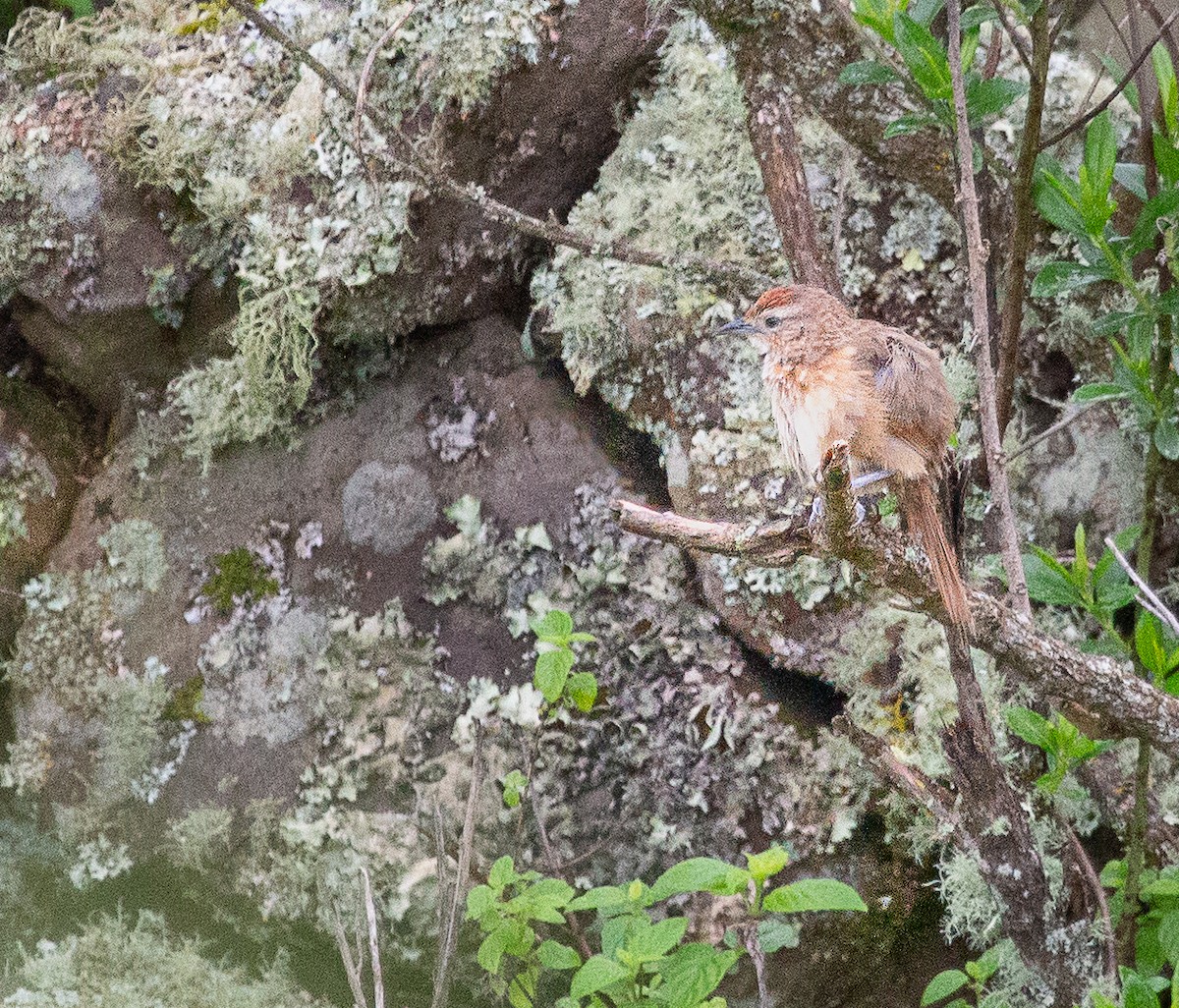 Spot-breasted Thornbird - ML645616212