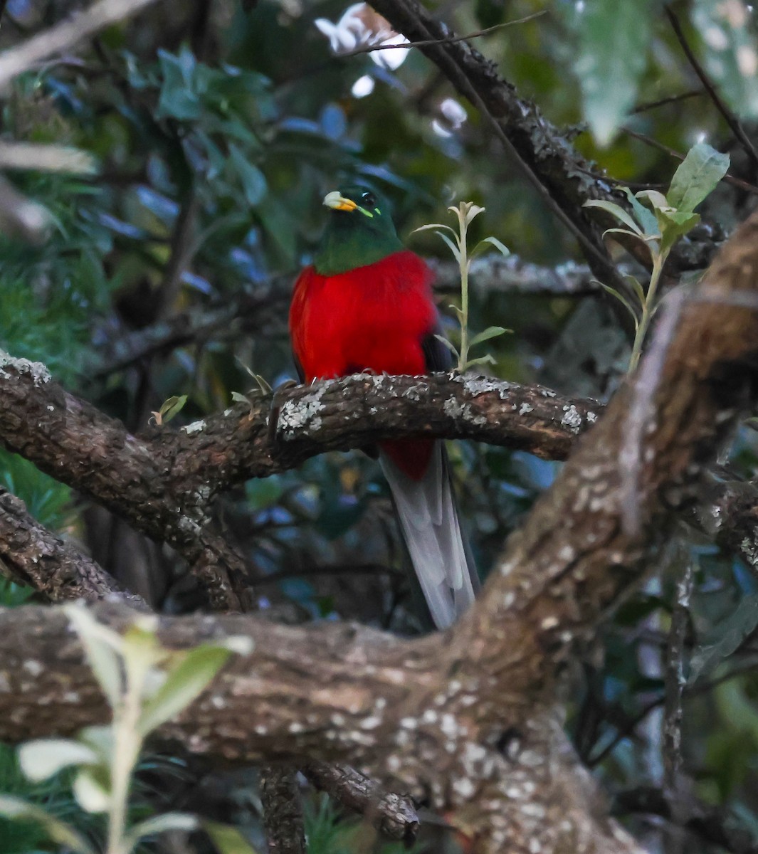 Narina Trogon - ML645616214