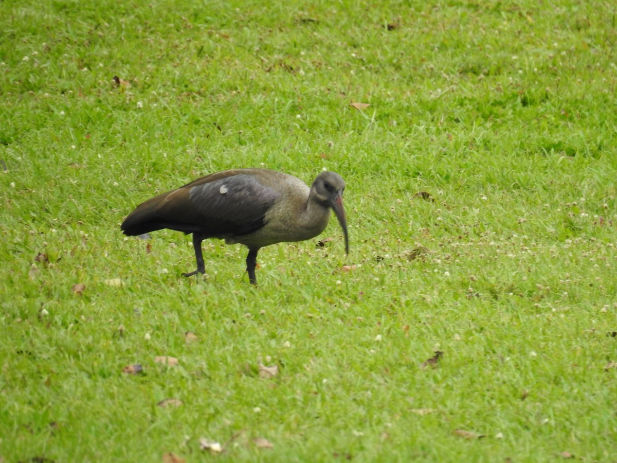 Хагедаш - ML645616215