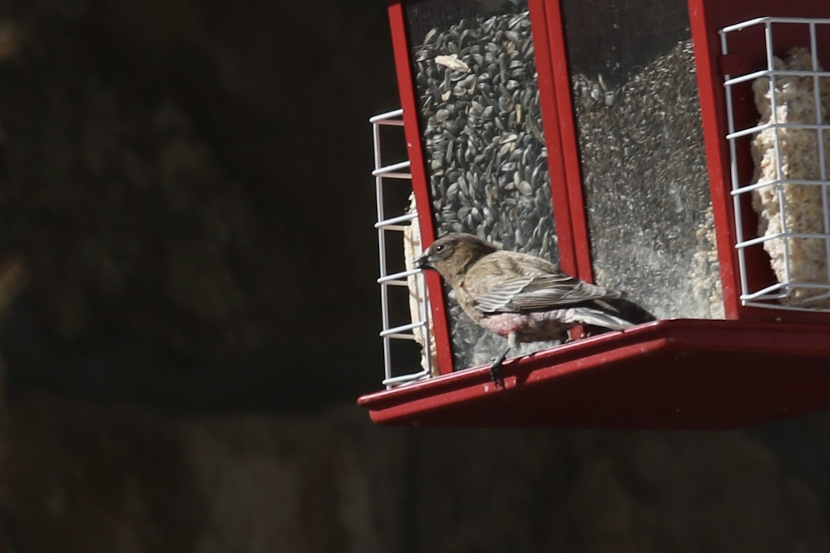 Brown-capped Rosy-Finch - ML645616229