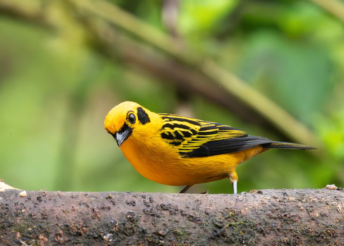 Golden Tanager - ML645616235