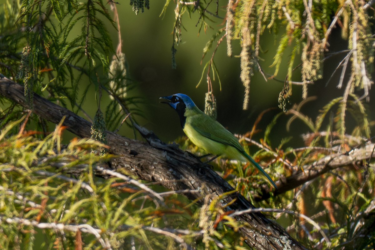 sojka zelenavá - ML645616245