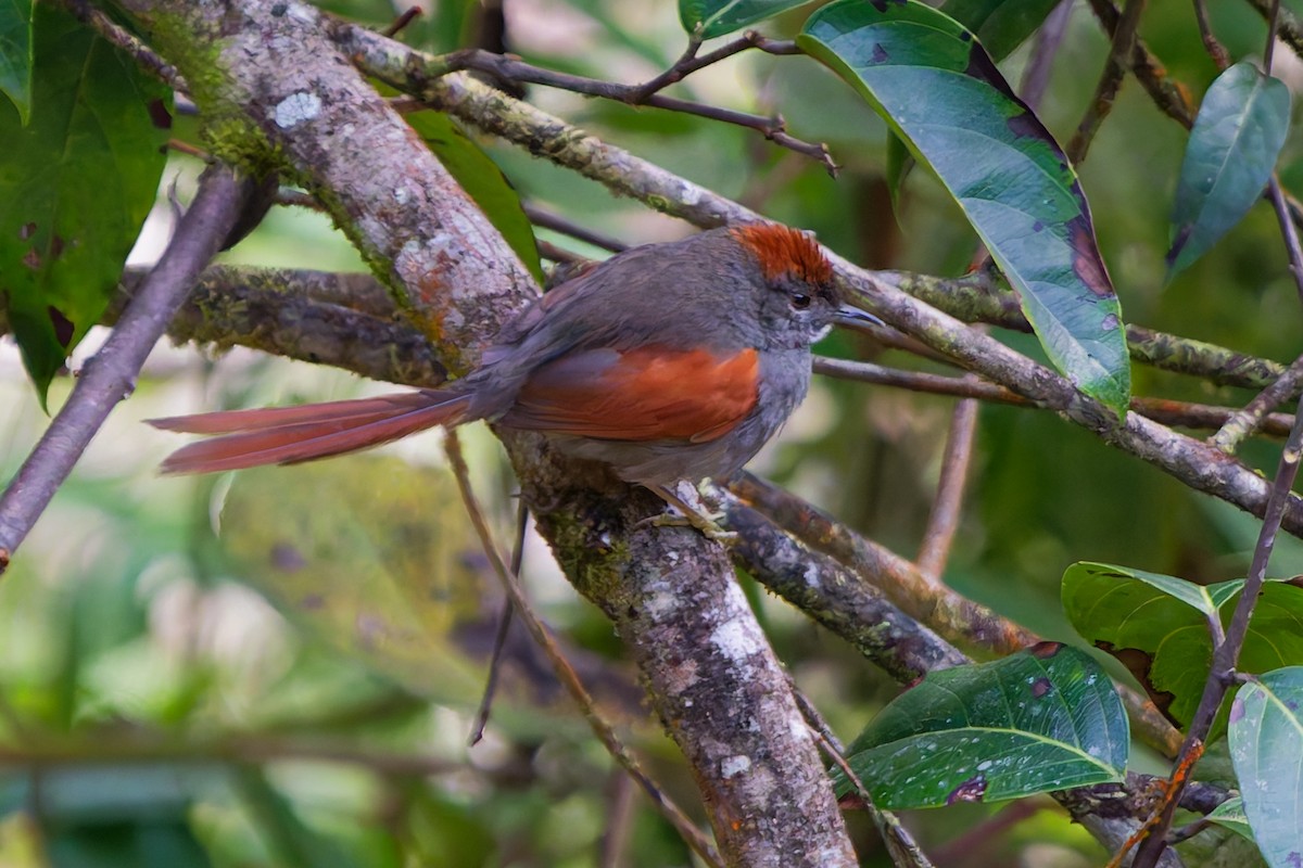 ミヤマオナガカマドドリ - ML645616253