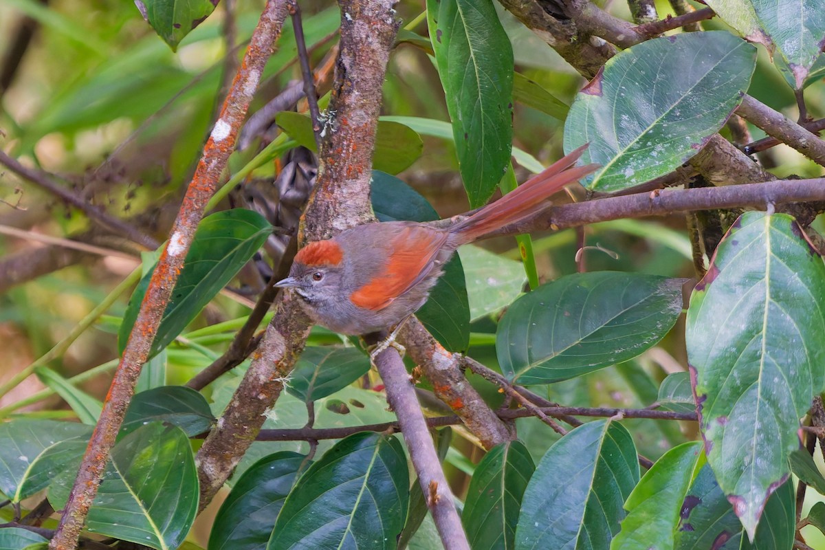 ミヤマオナガカマドドリ - ML645616254