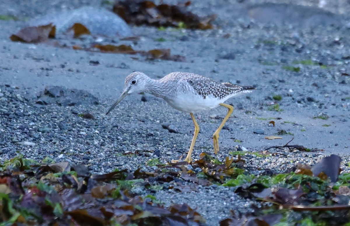 Greater Yellowlegs - ML645616255